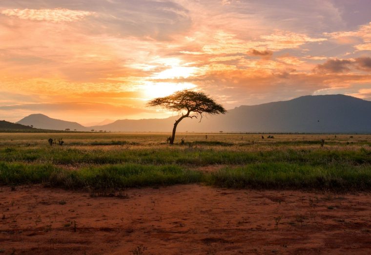 Acacia tree on the Kenyan savannah at sunset